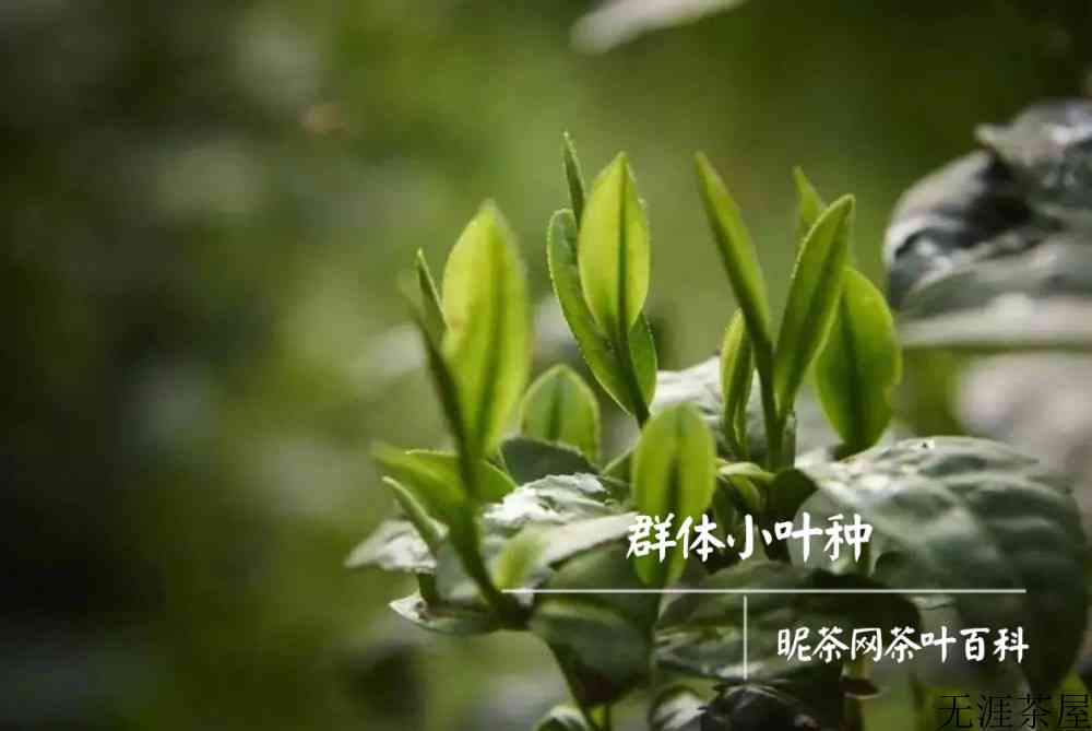正宗碧螺春产地哪里最好