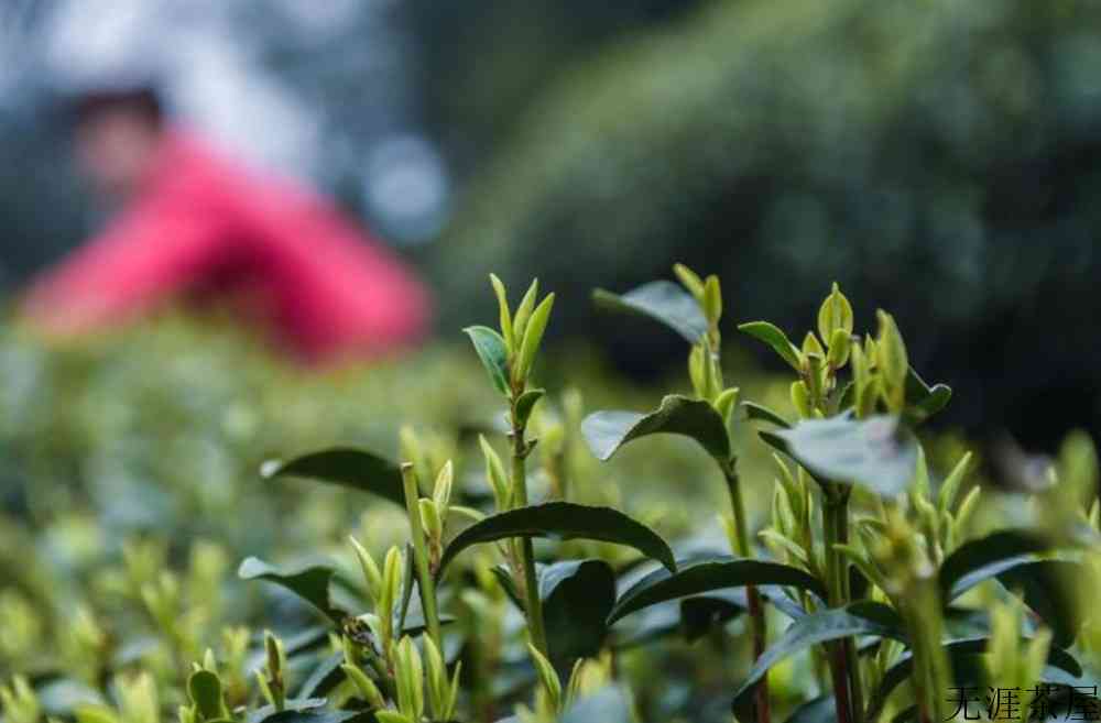 龙井茶产地是
