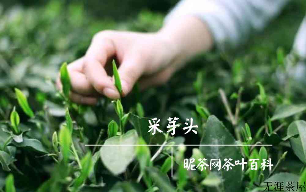 达州什么茶出名