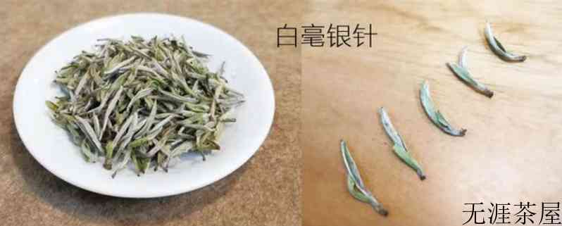 福鼎白茶属于什么茶