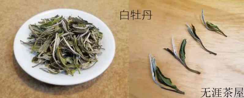 福鼎白茶属于什么茶