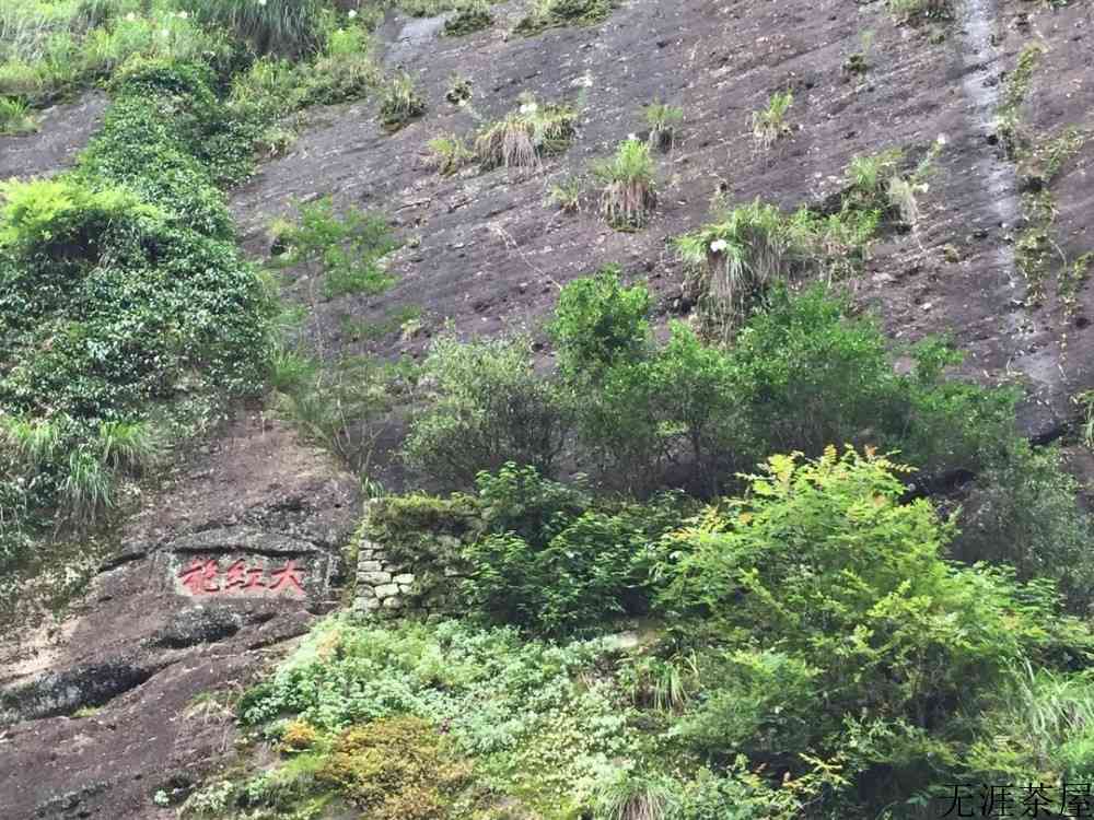 正山小种和岩茶区别