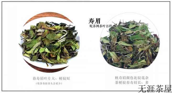 常见白茶有哪些品种