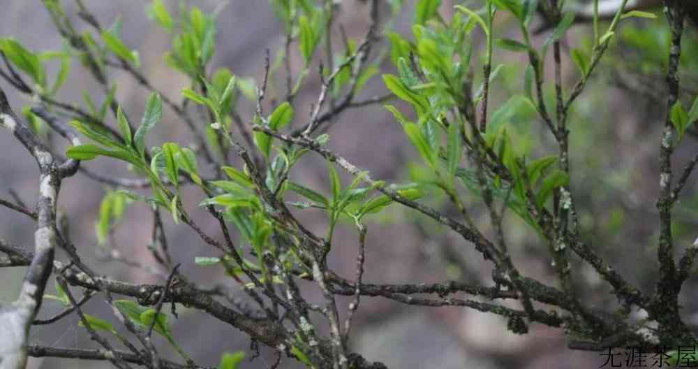 凤凰鸭屎香属于什么茶