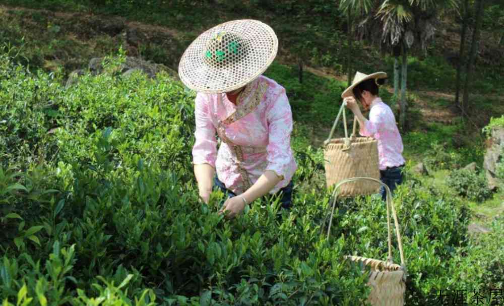 金骏眉属于什么茶叶是红茶还是绿茶
