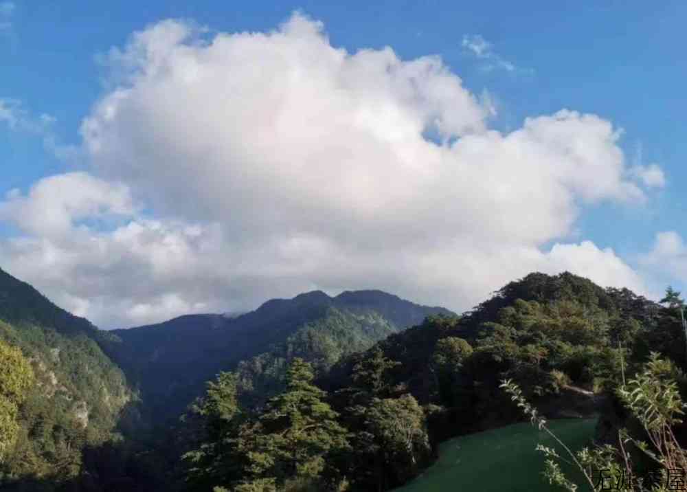台湾乌龙茶的介绍