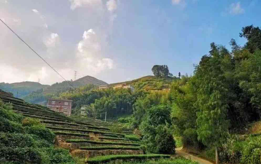 铁观音的产地和特点