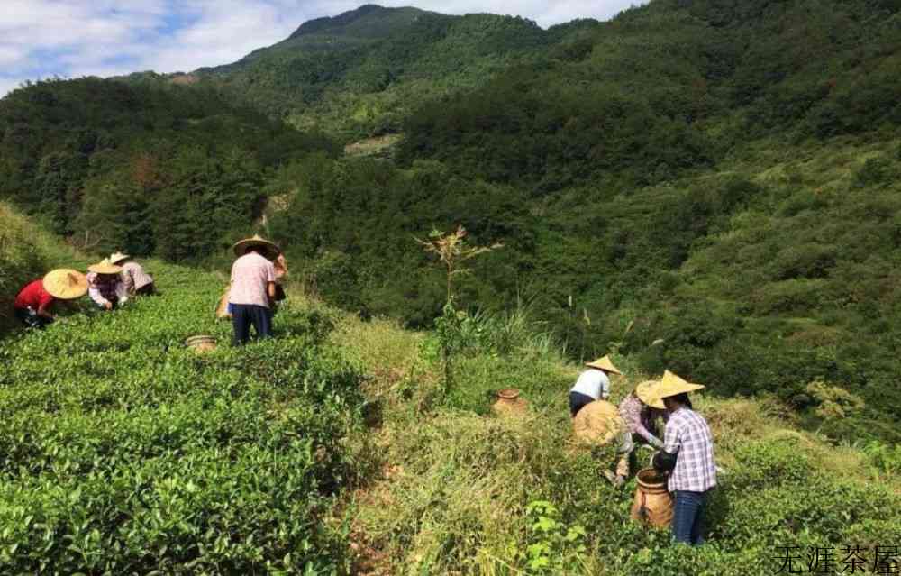 铁观音的产地和特点