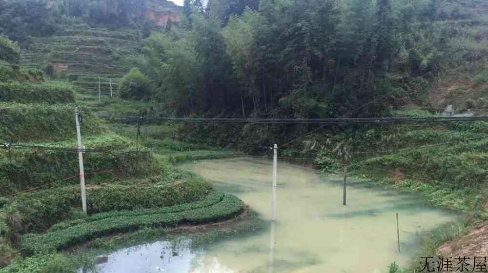 铁观音的产地和特点