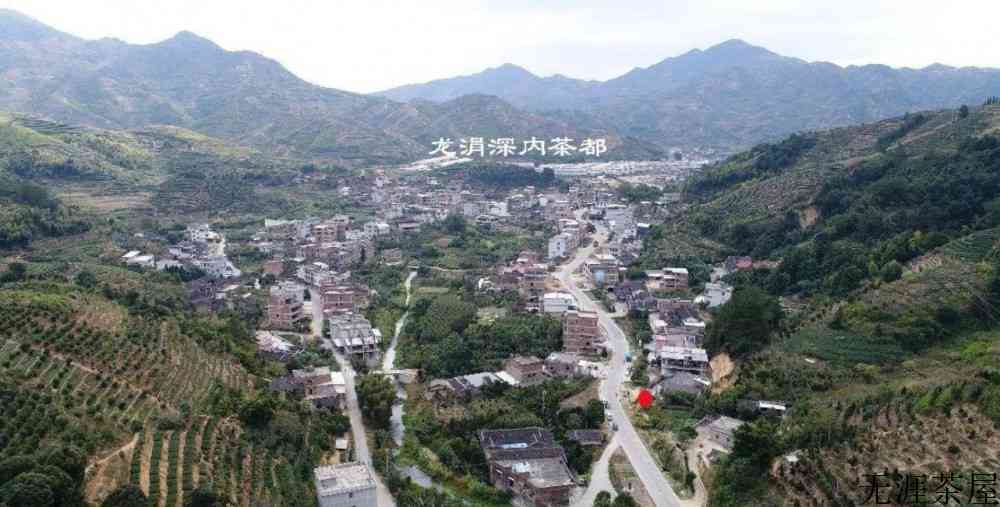 铁观音的产地和特点