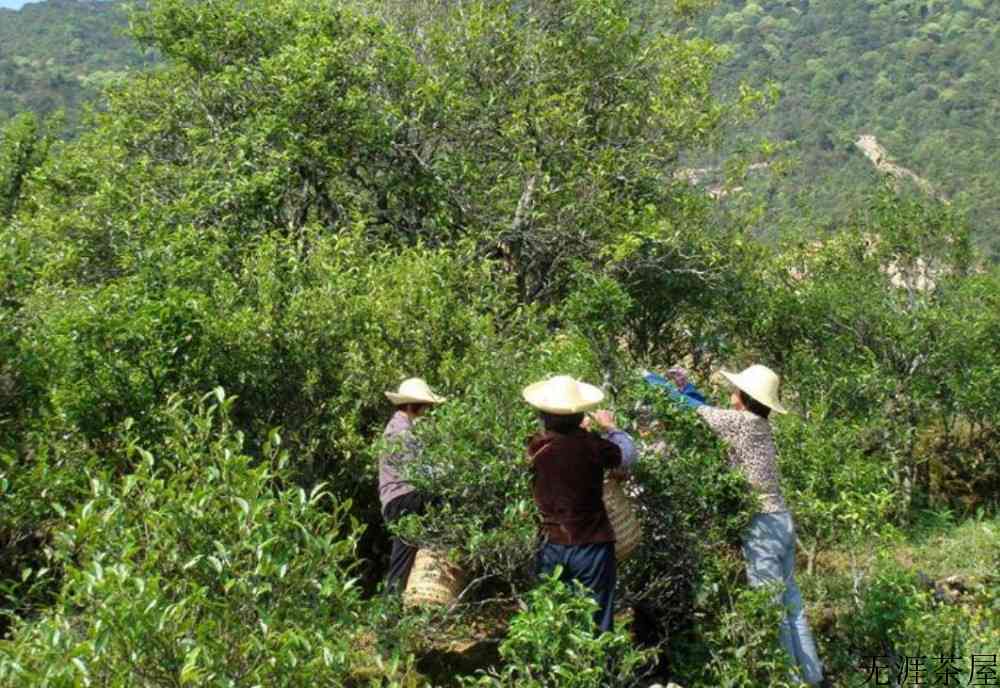 凤凰单枞鸭屎香产地
