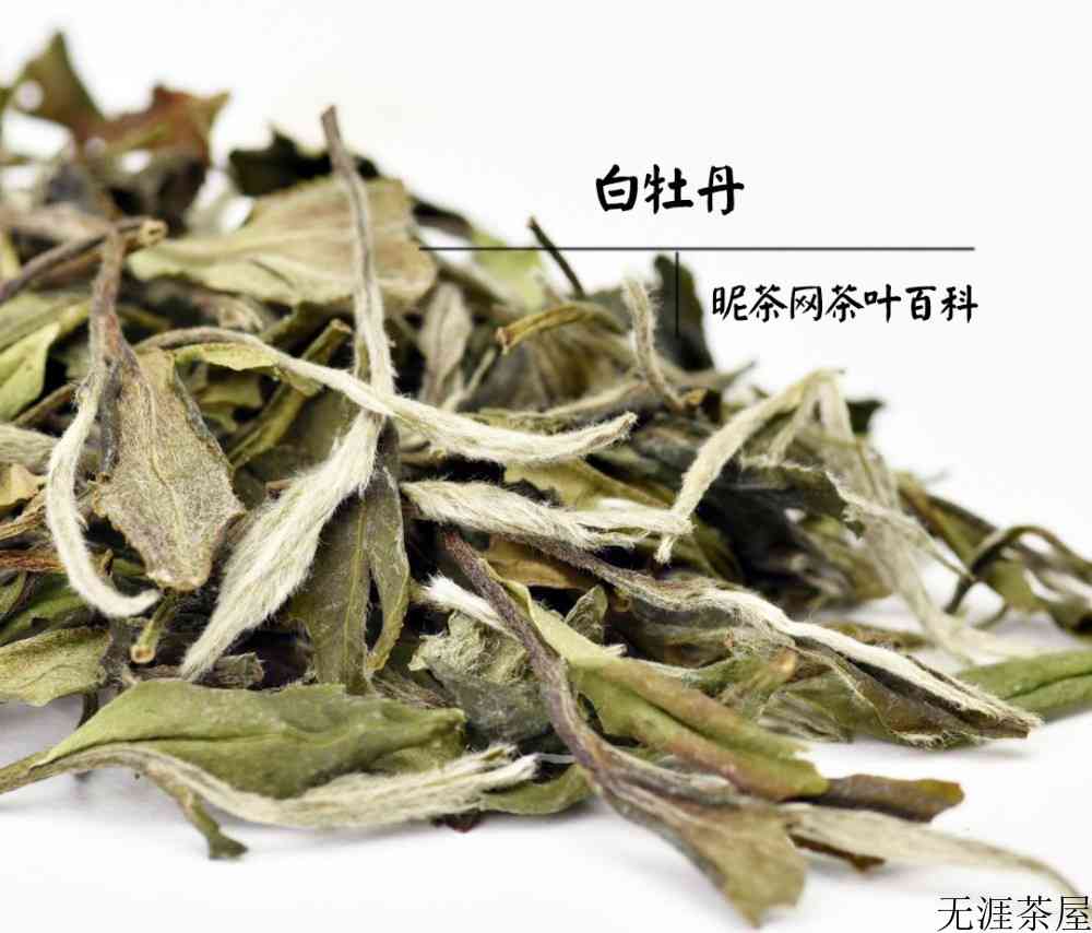 福建白茶属于什么茶