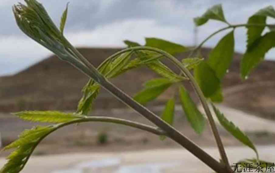 文冠茶算什么茶叶