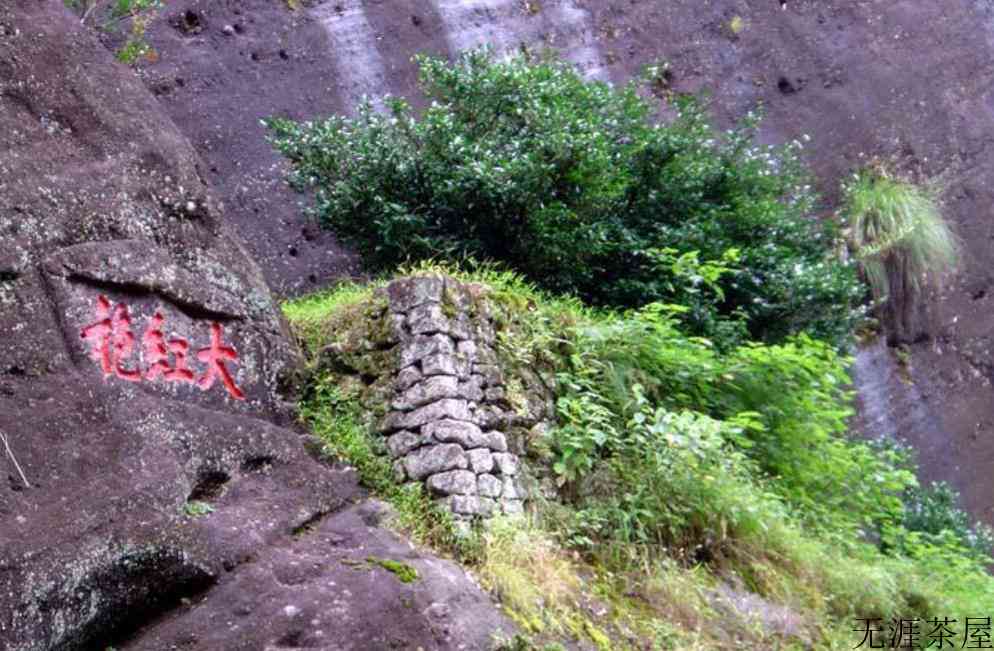 真正大红袍原产地在哪