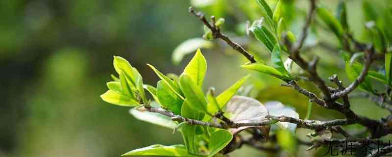 野生茶是红茶还是绿茶