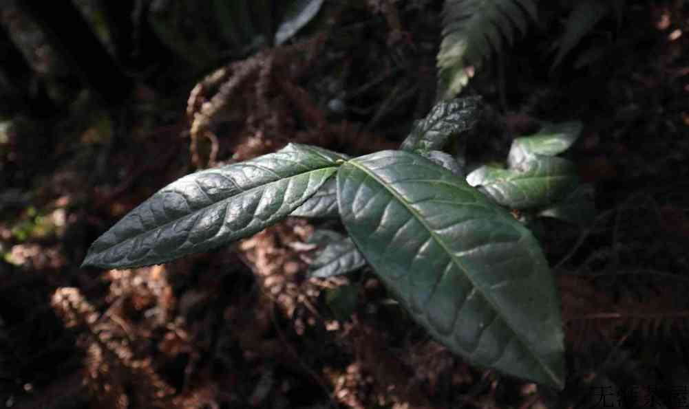 野生茶是红茶还是绿茶