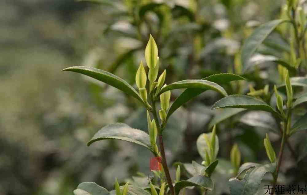 安吉白茶是发酵茶吗