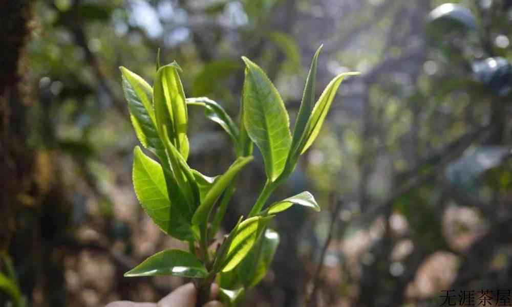 古树茶和普洱茶的区别