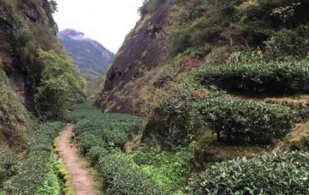 武夷山岩茶属于红茶还是绿茶