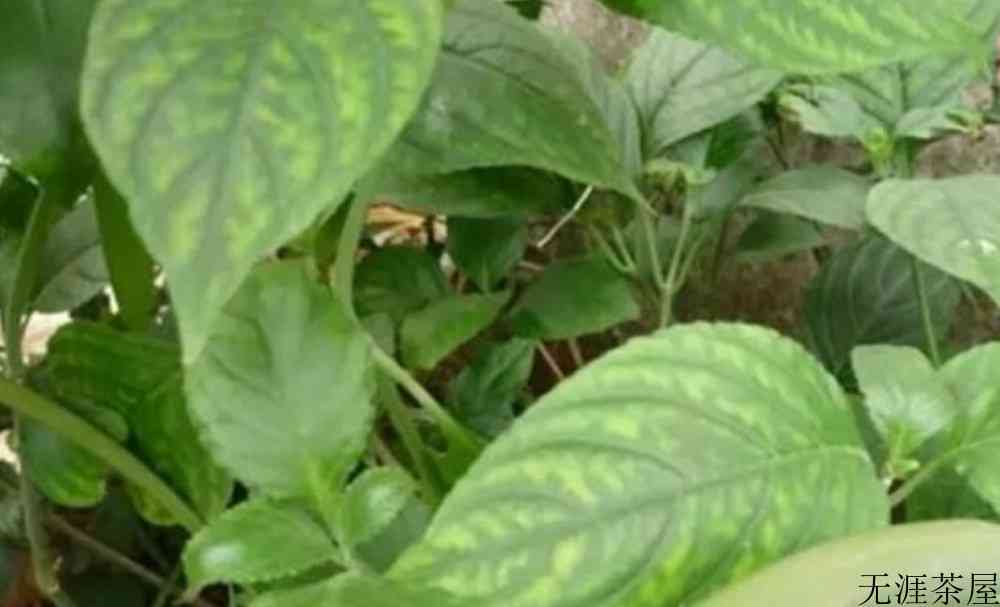 有糯米味的红茶叫什么