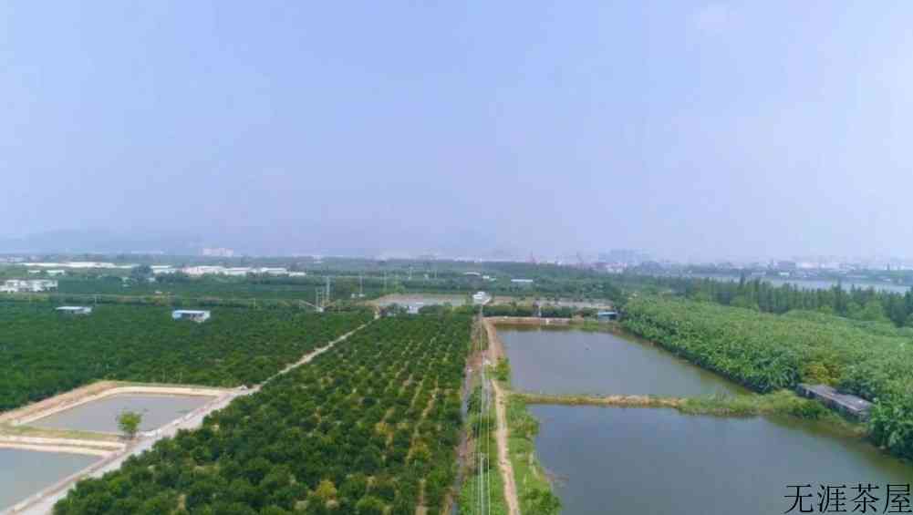 小青柑茶什么地方产的好