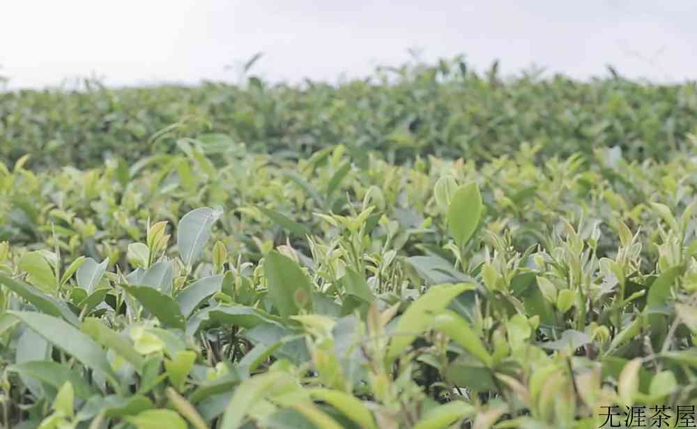 莲花峰茶属于寒性的吗