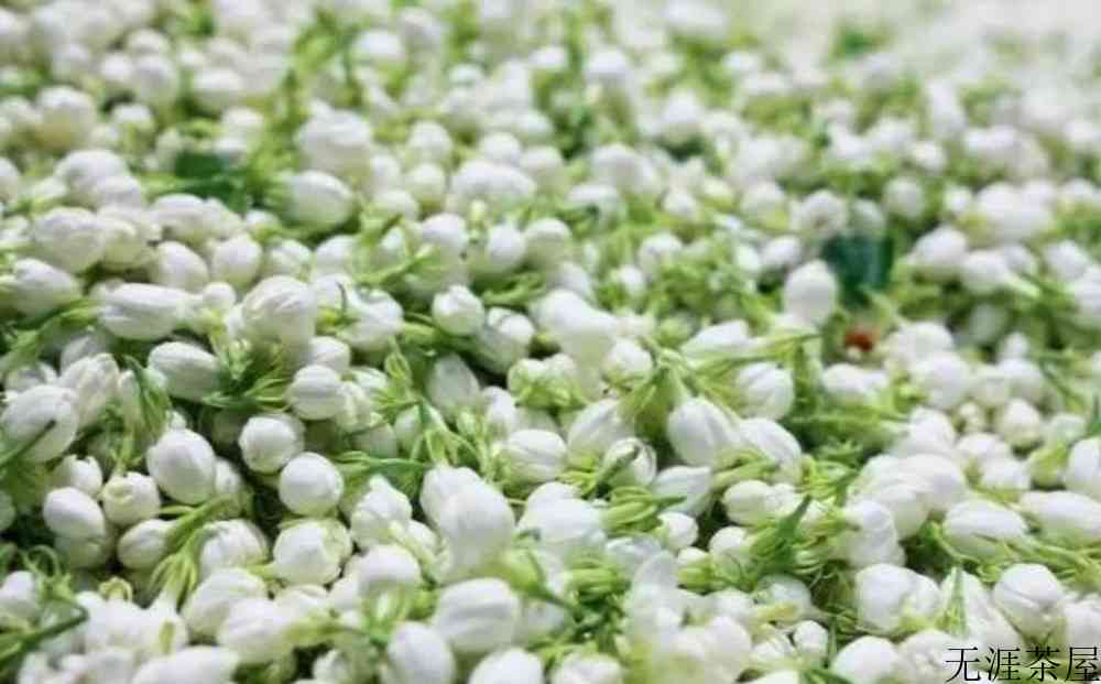 茉莉花茶是热性还是凉性