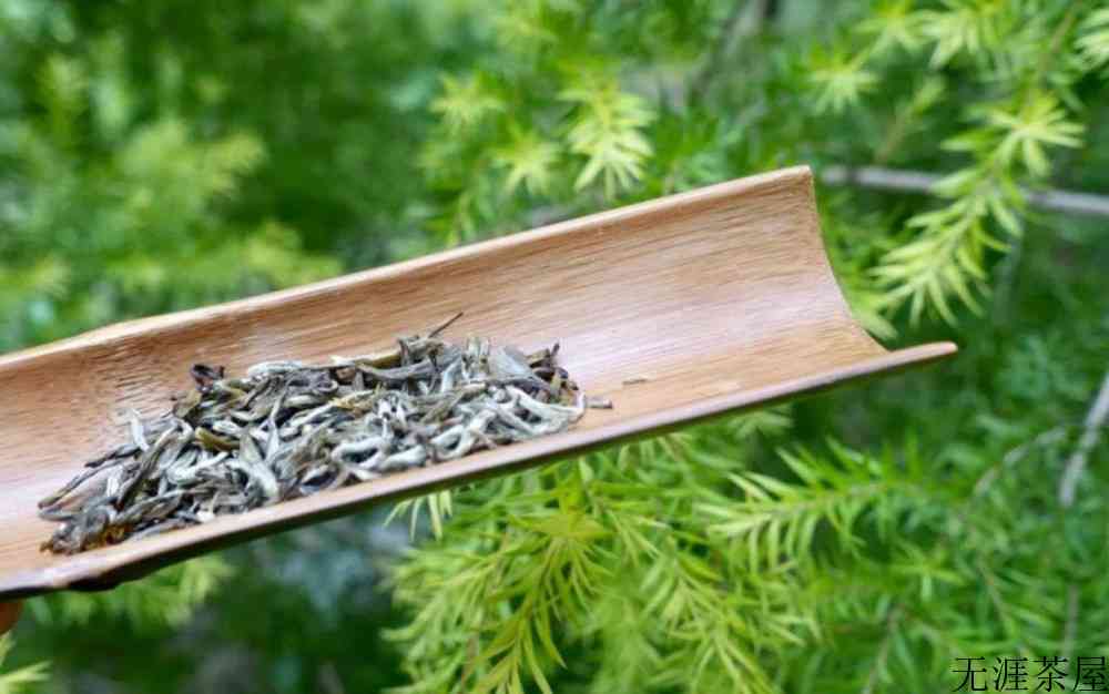茉莉花茶是热性还是凉性