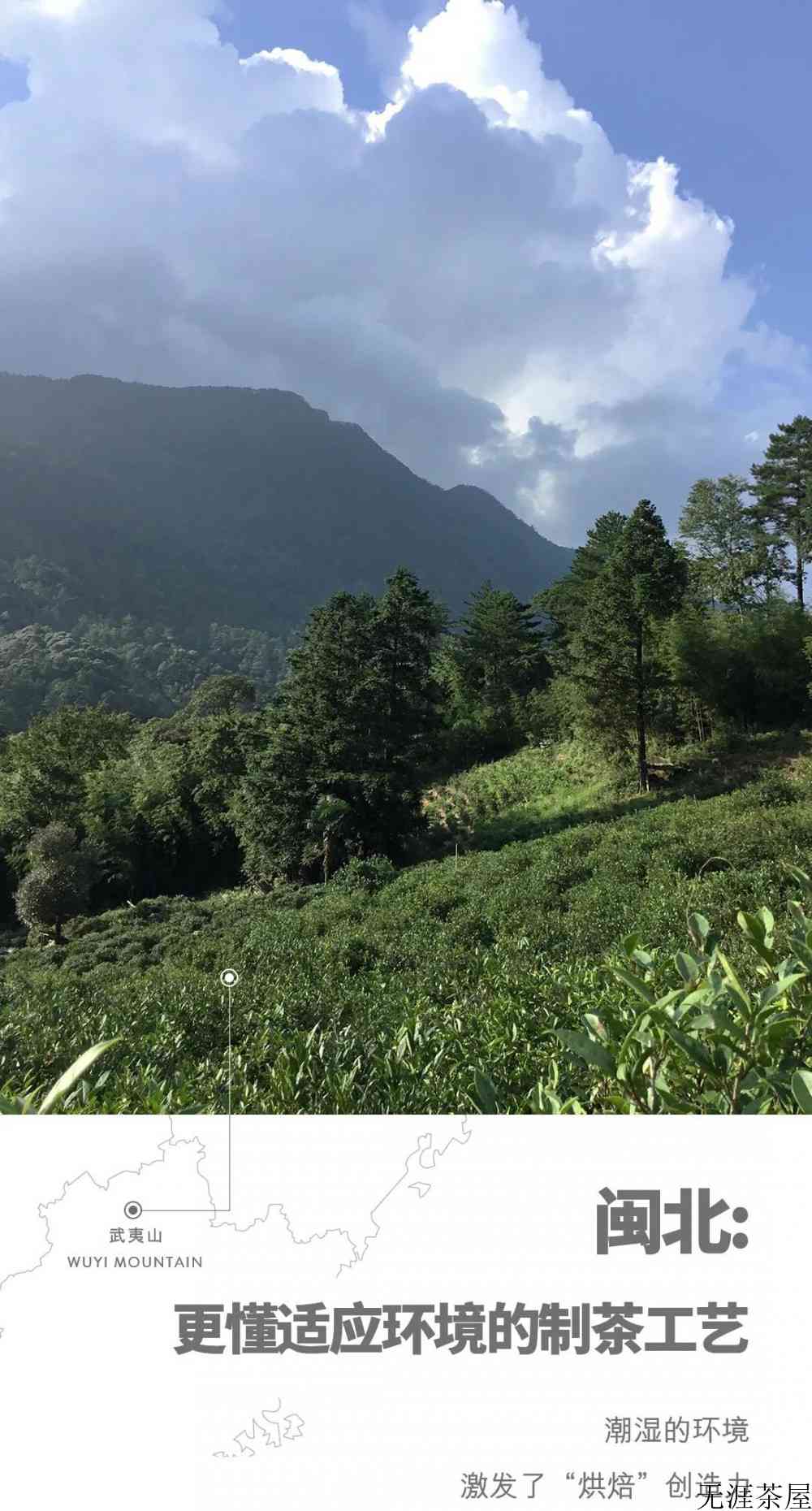 乌龙茶包括哪些茶叶品种