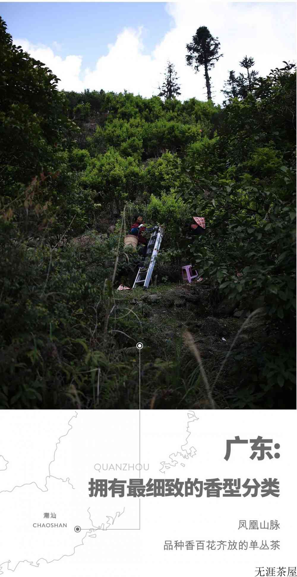 乌龙茶包括哪些茶叶品种