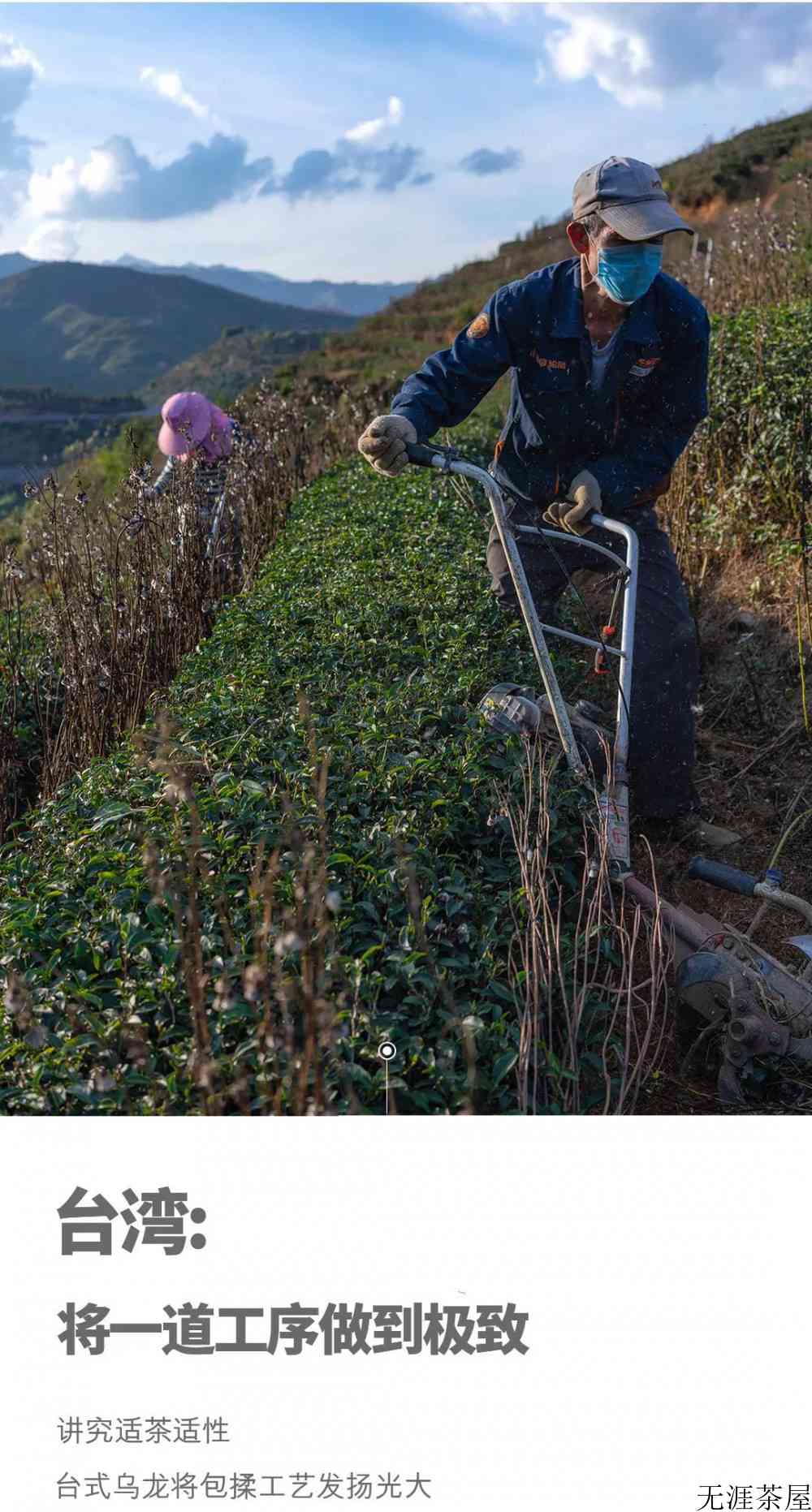 乌龙茶包括哪些茶叶品种