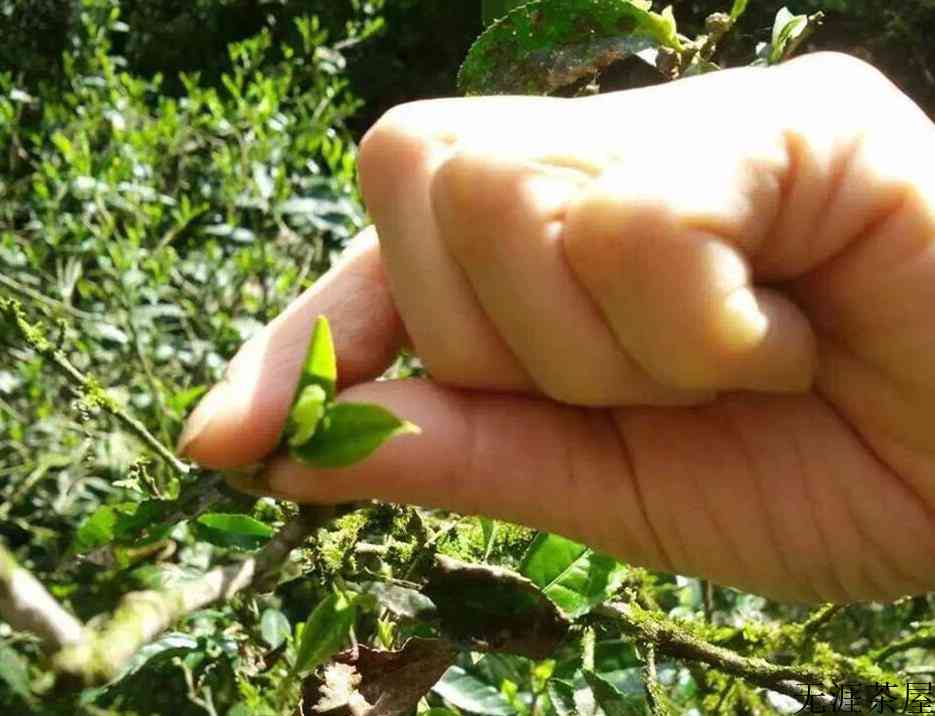 正山小种与大红袍的区别
