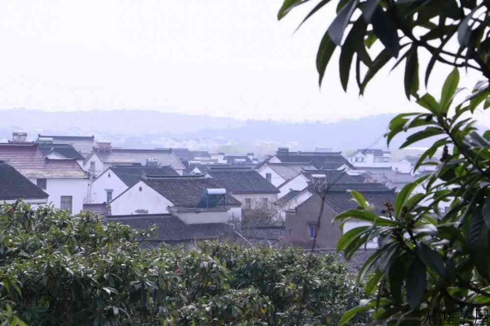 碧螺春冲泡温度