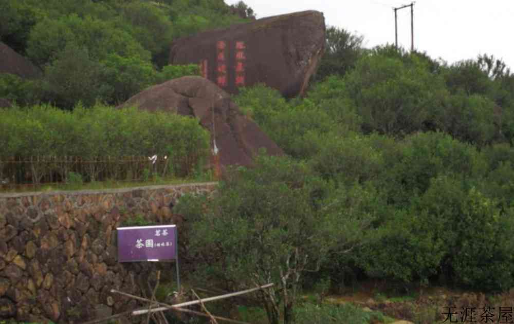 乌岽单丛茶是红茶还是绿茶