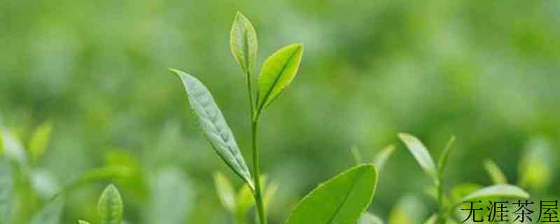 我国有哪地方生产茶叶