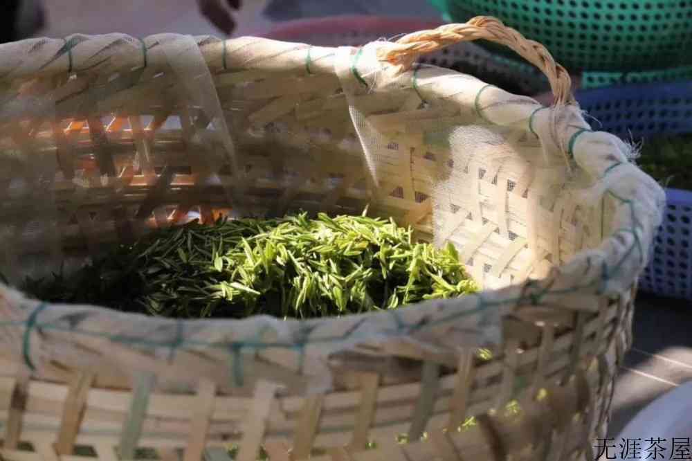 明前茶贵如金的自然原因