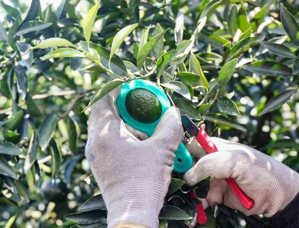 小青柑加冰糖可以喝吗
