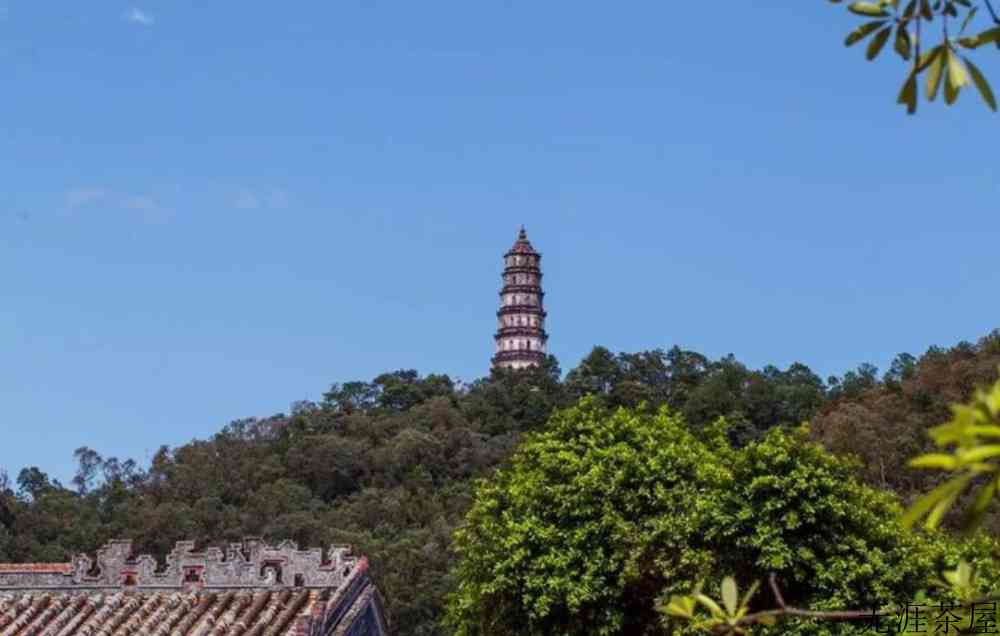 小青柑是橘子吗