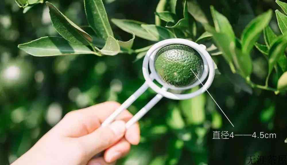 小青柑是橘子吗