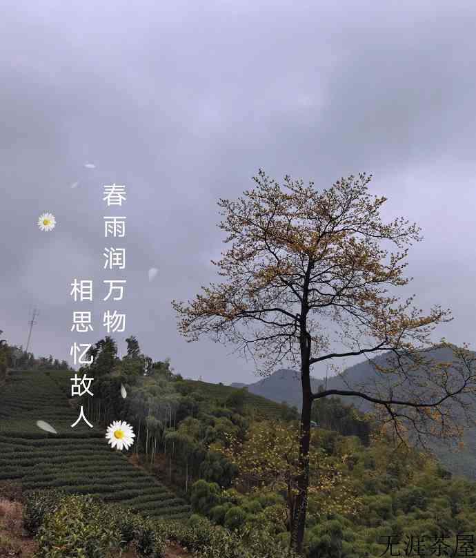 正宗安吉白茶特点