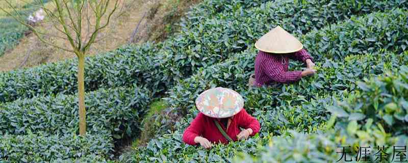 雨前茶是什么时候