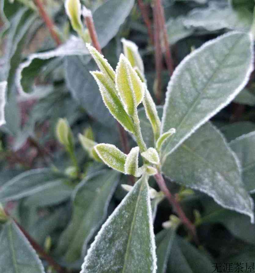 茶叶被霜打了怎么办