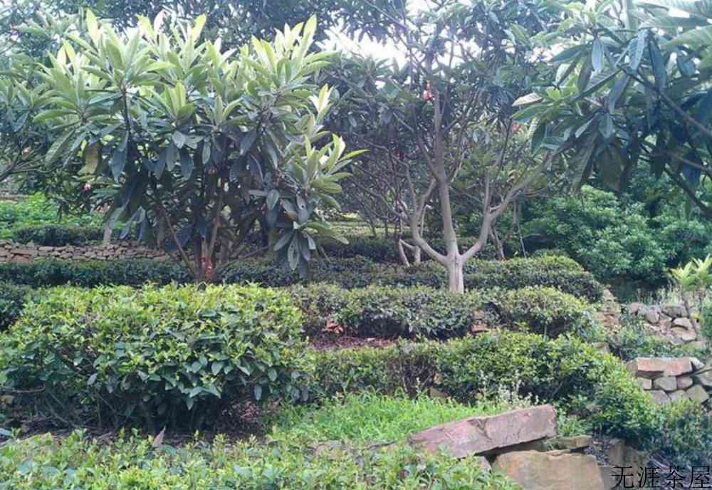 茶叶被霜打了怎么办