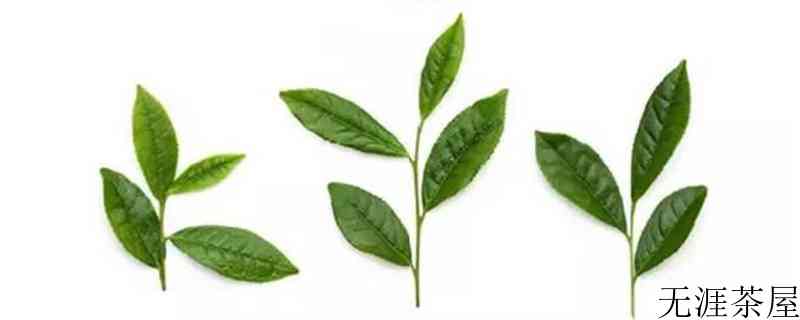 菜茶是什么意思