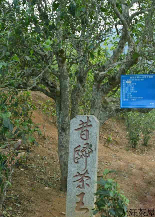 临沧茶区有哪些山头