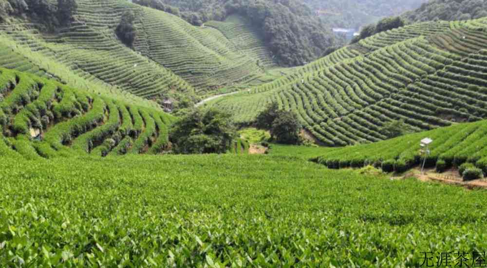 春茶的第一口“香水”，西湖龙井茶