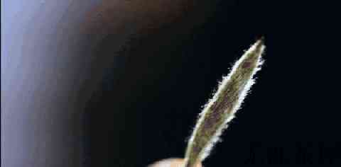 茶叶放久了有一些绒毛