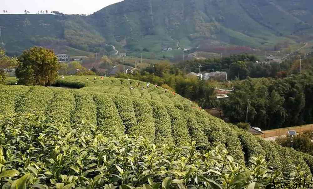 昆铜白茶是正宗安吉白茶吗