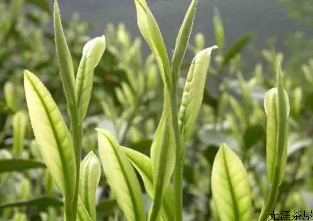 昆铜白茶是正宗安吉白茶吗