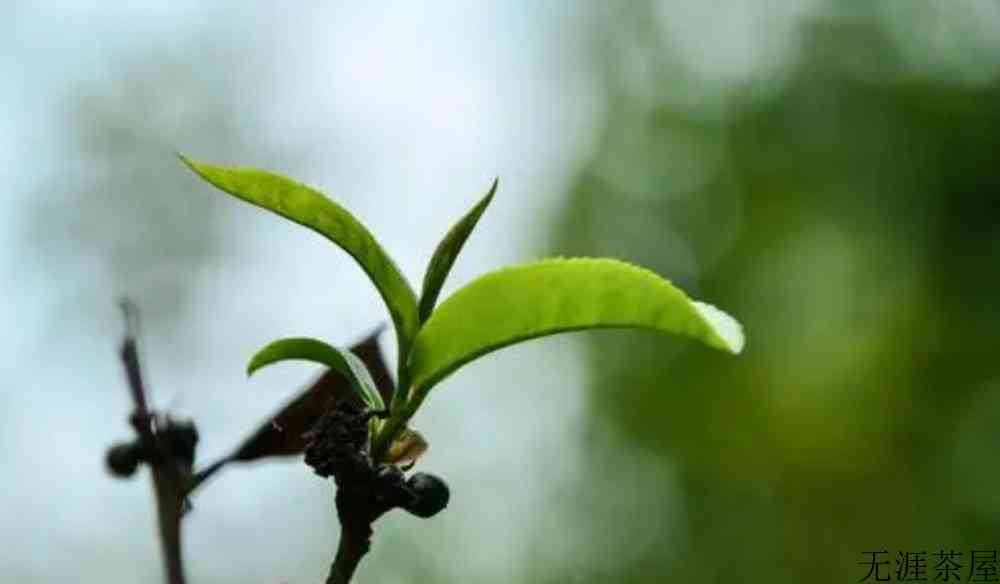 困鹿山普洱茶是哪个产区